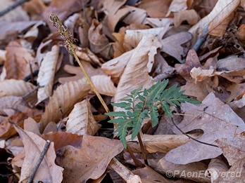 Leaf and withered sporangia in late fall